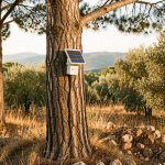 Capteur solaire de détection d’incendie fixé au tronc d’un pin, avec panneau photovoltaïque visible, en lisière d’une forêt méditerranéenne.